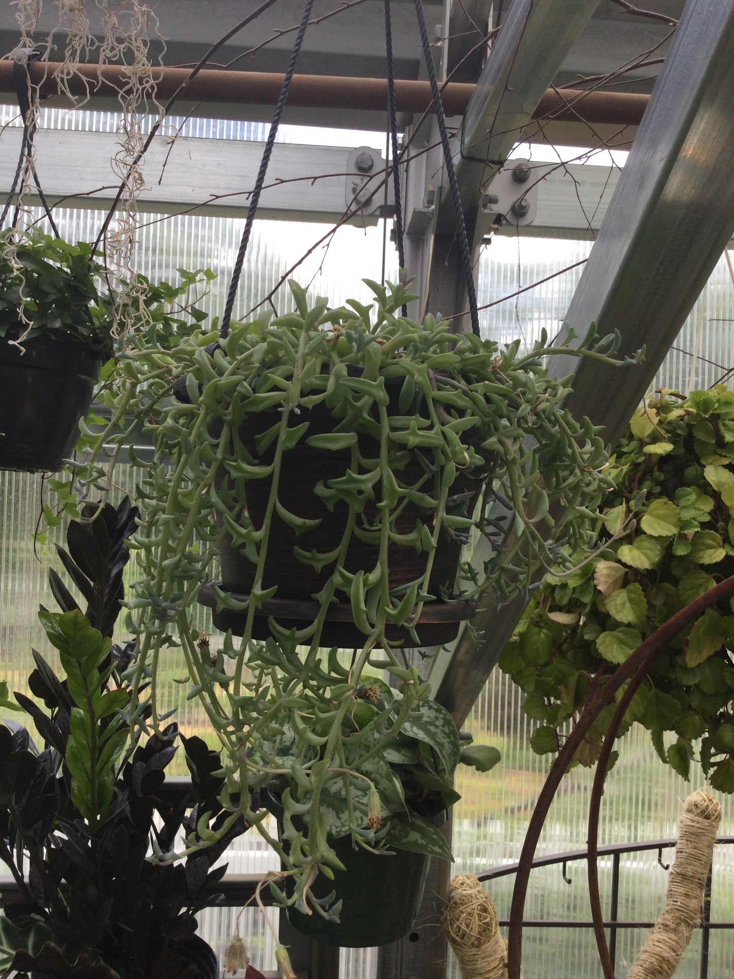 6' string of Dolphins HB