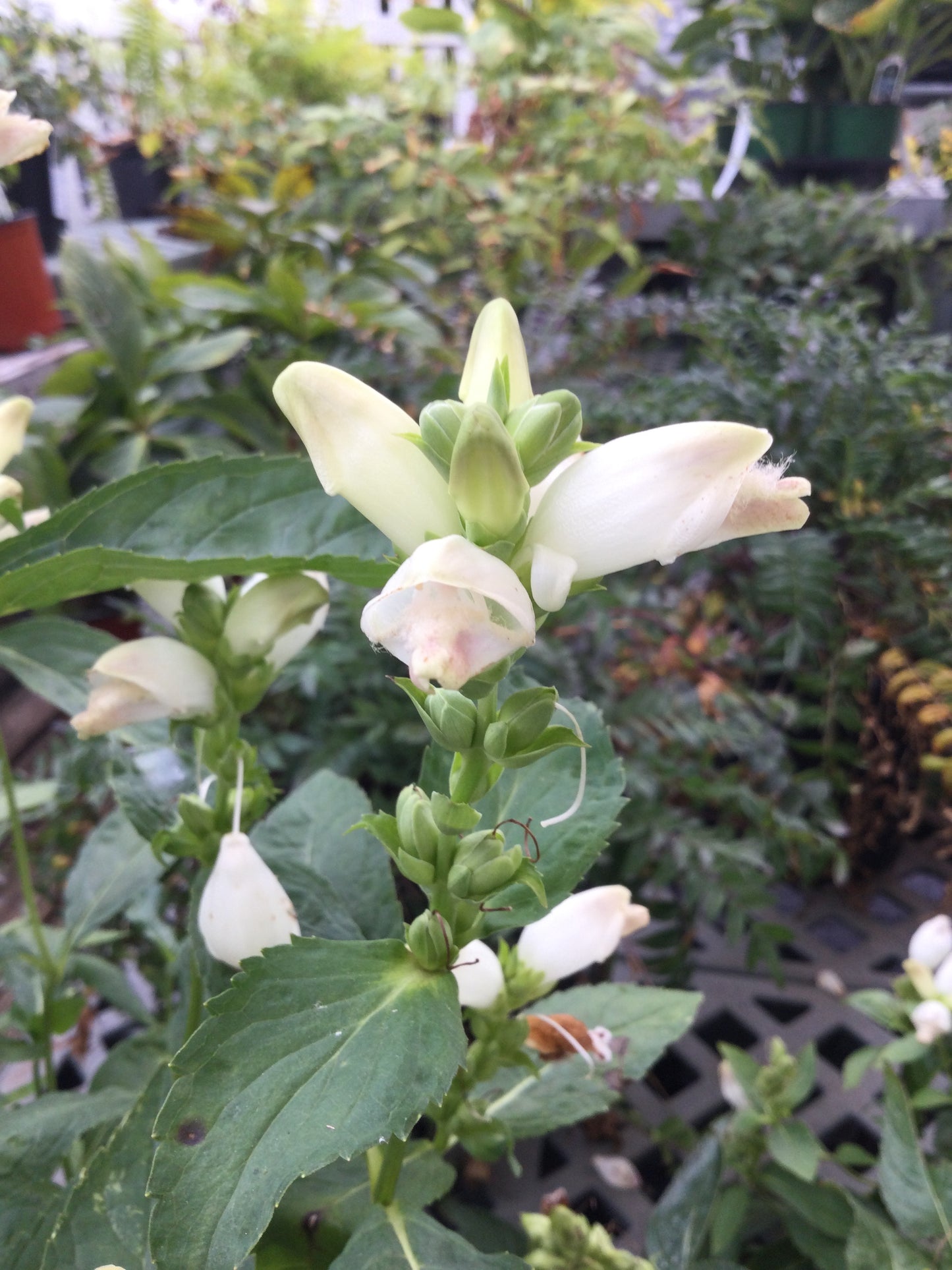 Chelone glabra 1g