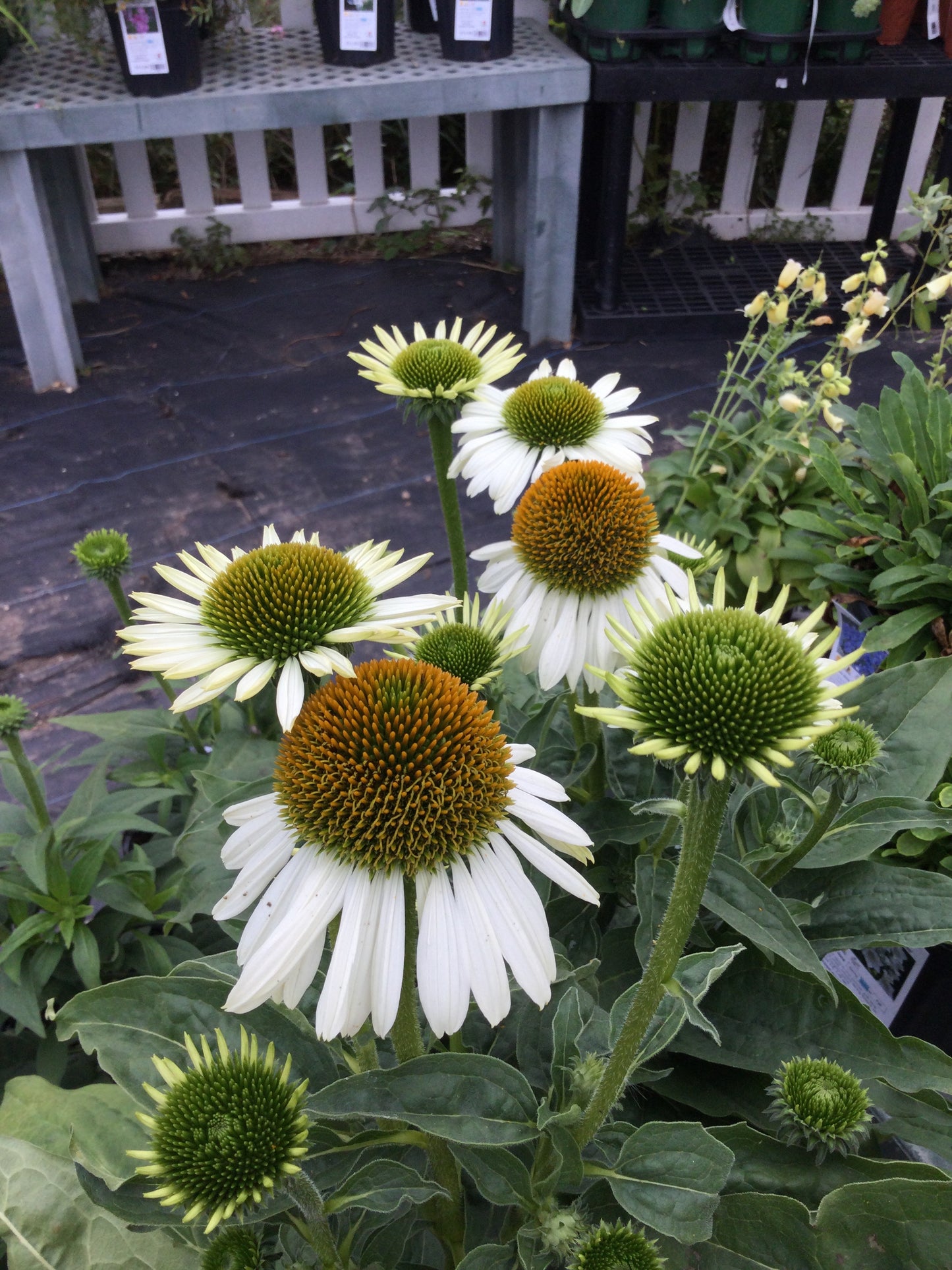 Echinacea Sombrero Blanco 1g