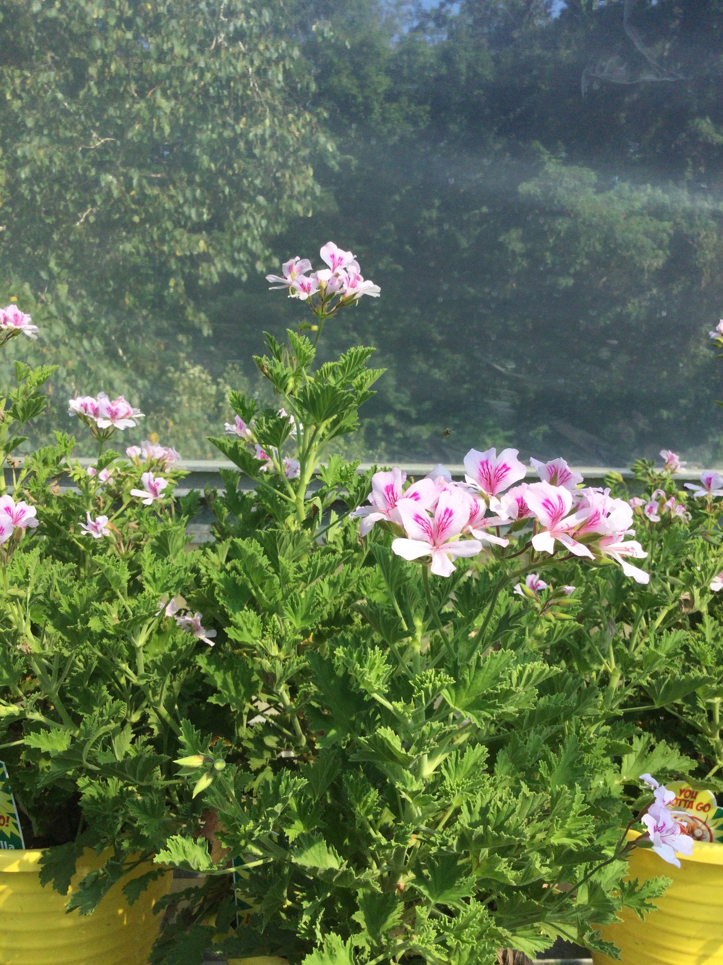6' Geranium Citrosa