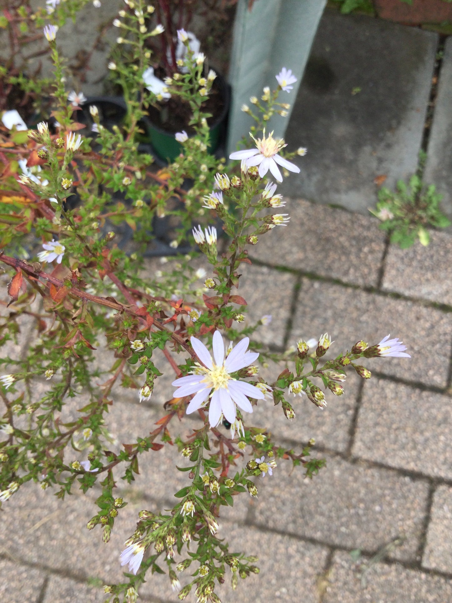 ASTER cordifolius 1g