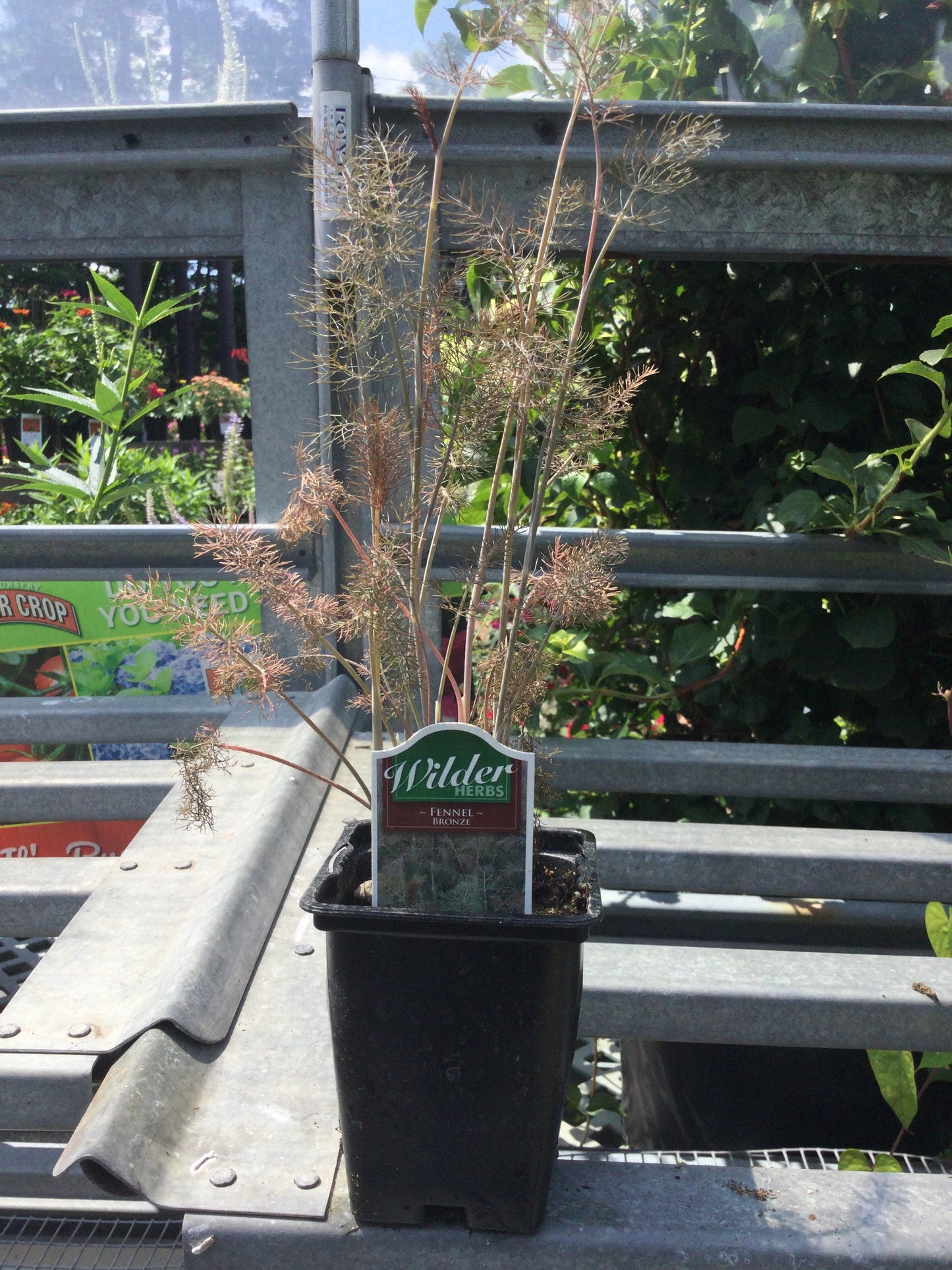 Wilders 3.5' Fennel