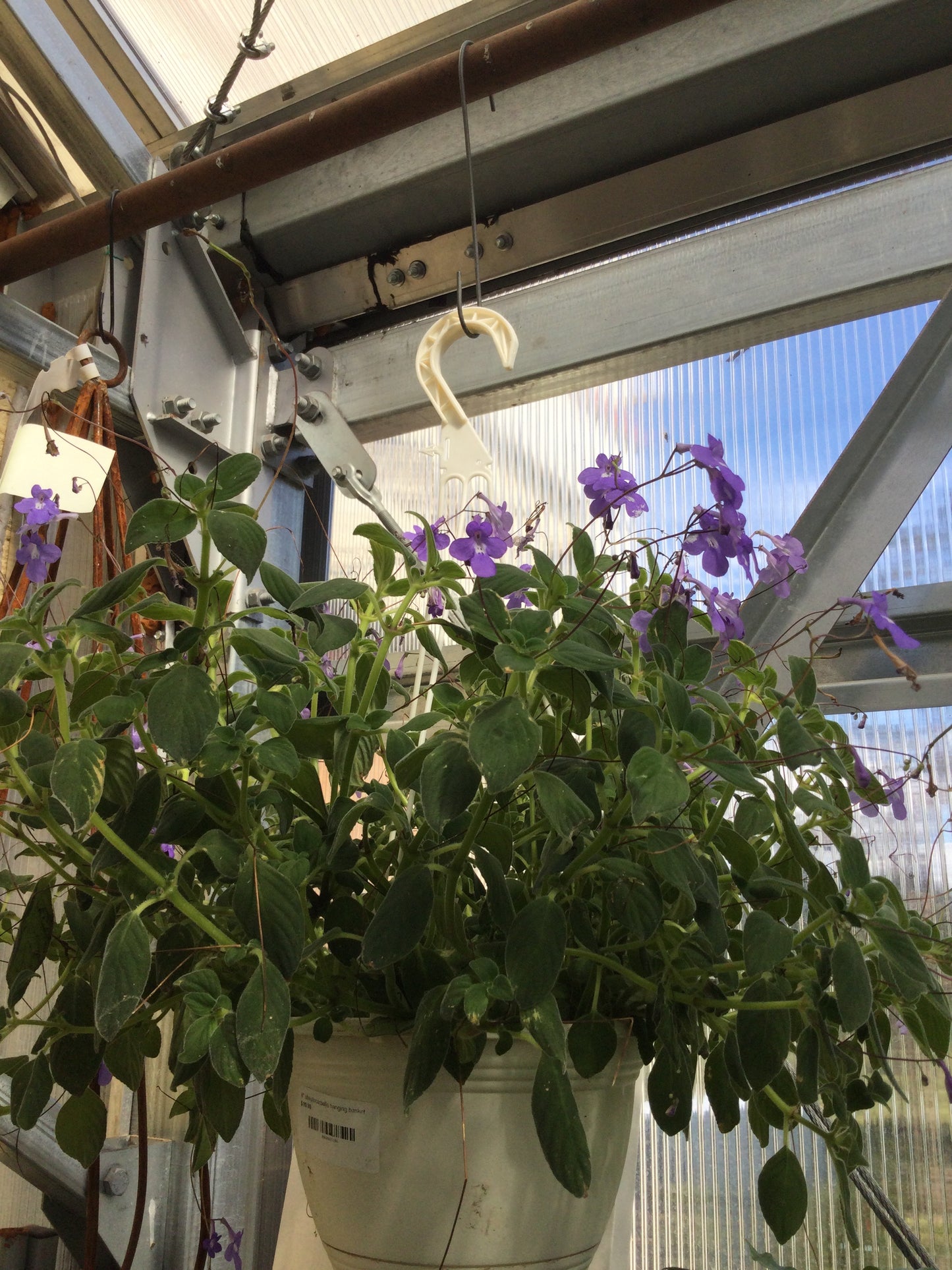 8' streptocarpella hanging basket