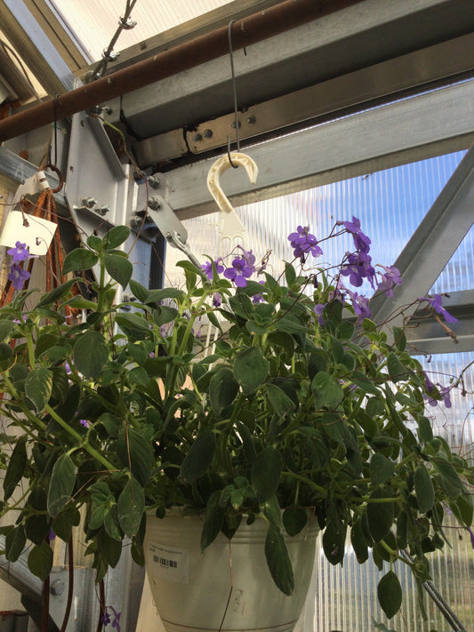 8' streptocarpella hanging basket