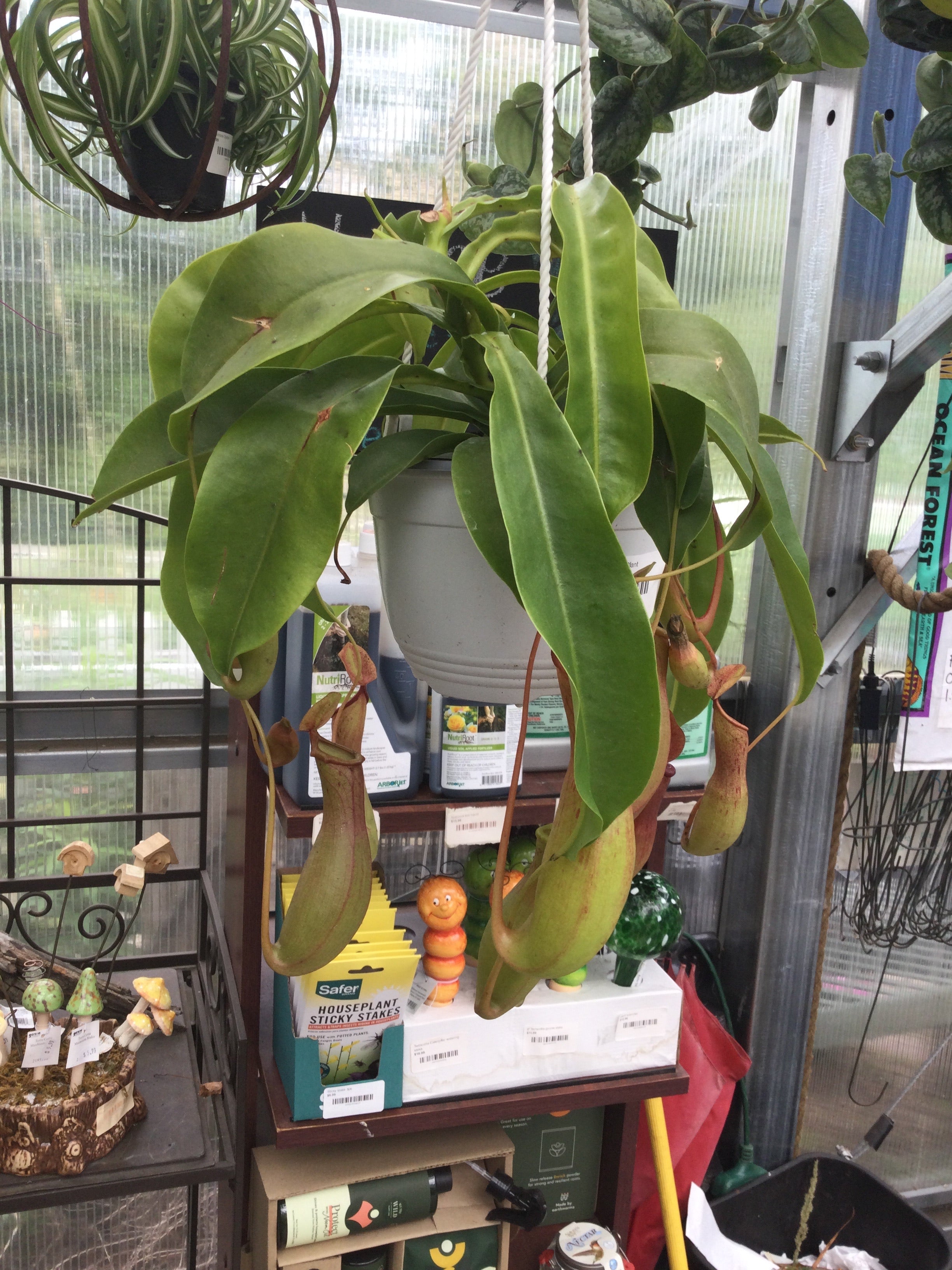 hanging pitcher plant hanging Pitcher Plant – Bosco's Garden Center