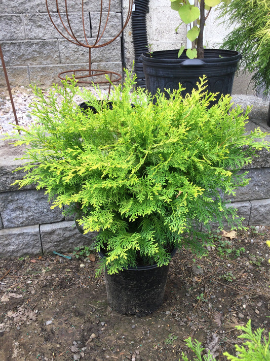 CHAMAECYPARIS OBTUSA `NIGHT LIGHT 2g