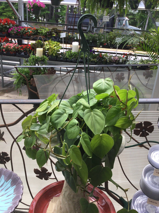 8' hanging Philo
