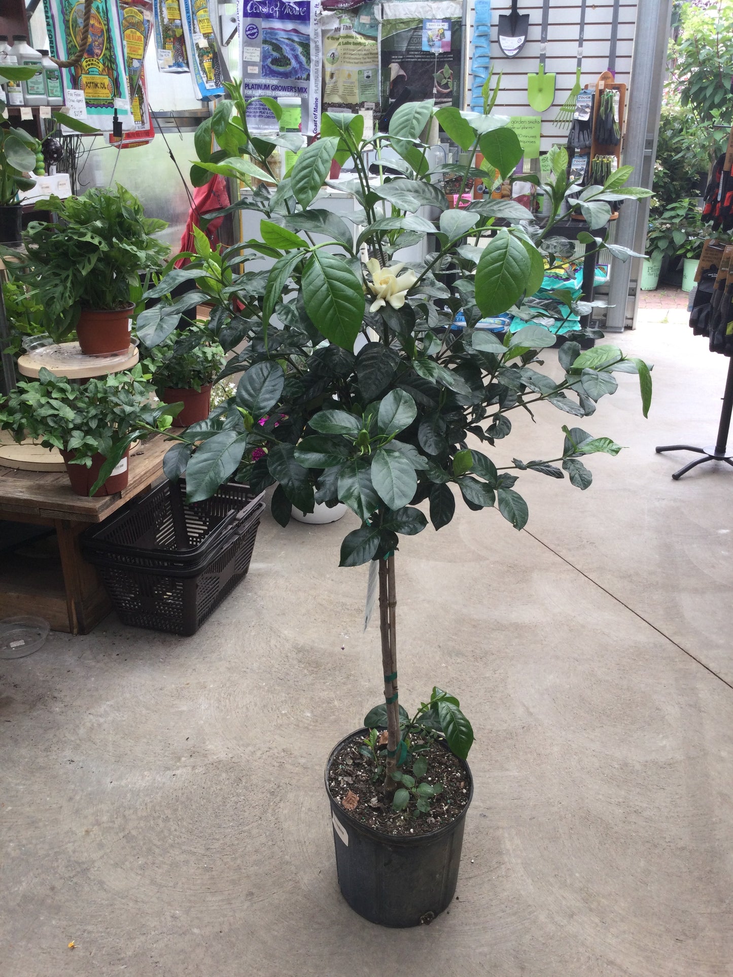 10' Gardenia Tree