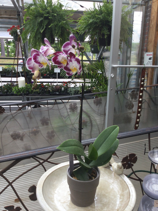 5' Orchid