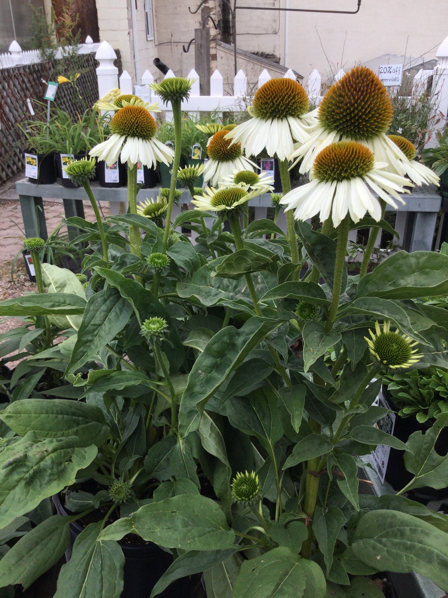 Echinacea Sombrero Blanco 1g
