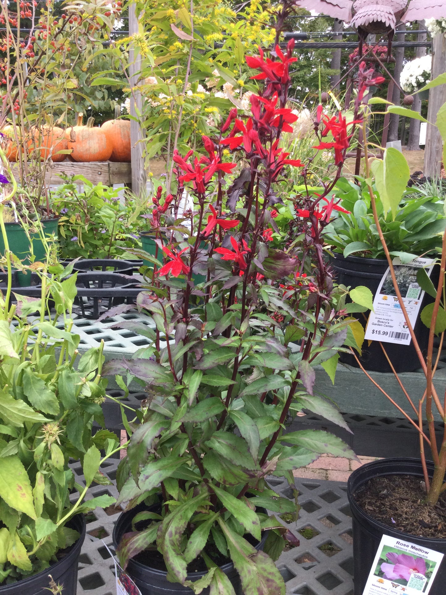 Lobelia Starship Scarlet 1g