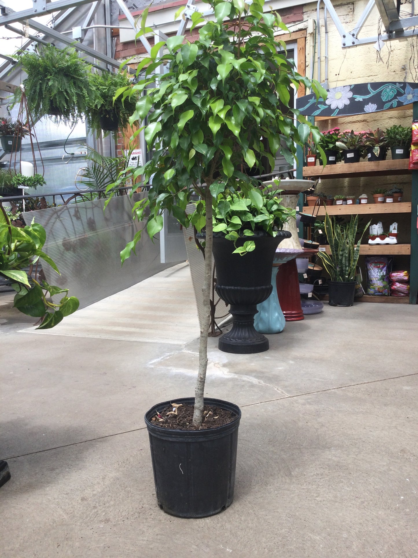 10' ficus