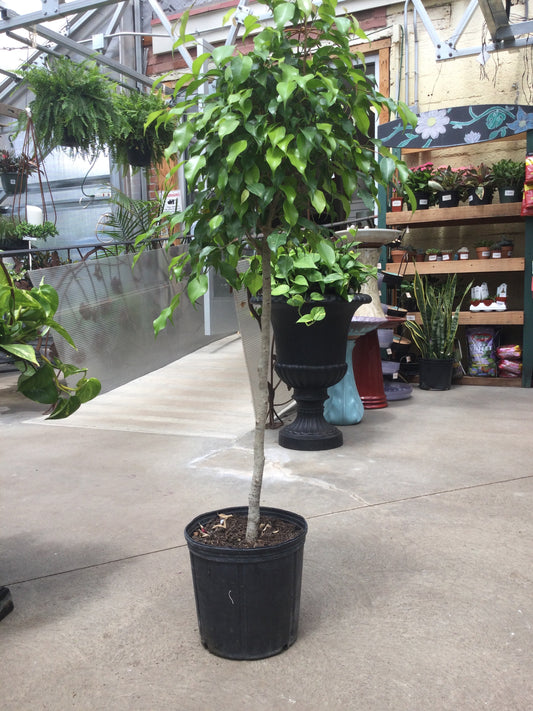 10' ficus