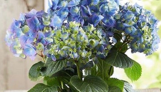 6.5' mothers day Hydrangea