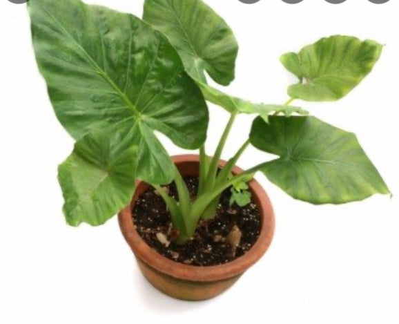 6" Elephant Ear