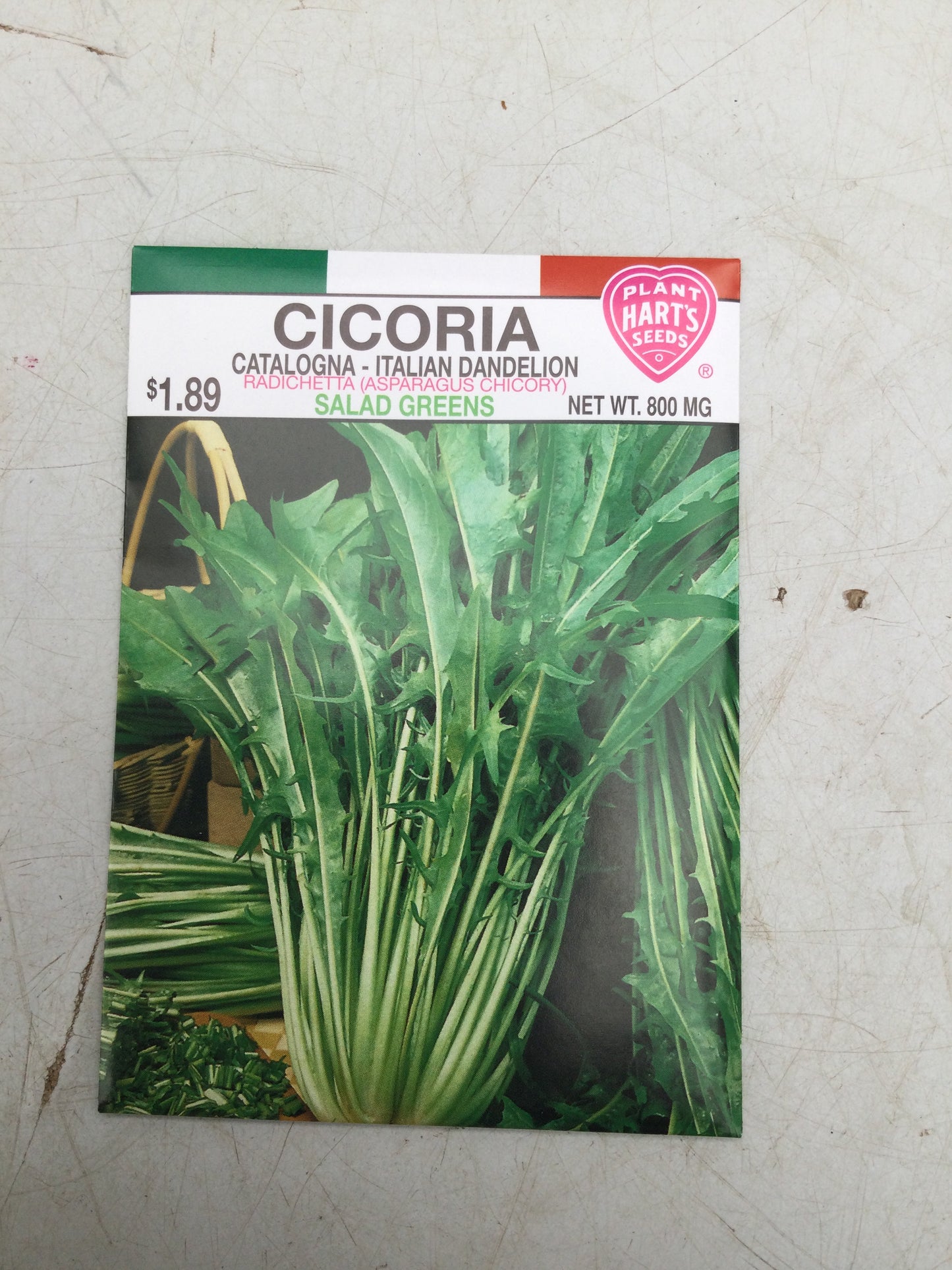 Cicoria italian dandelion