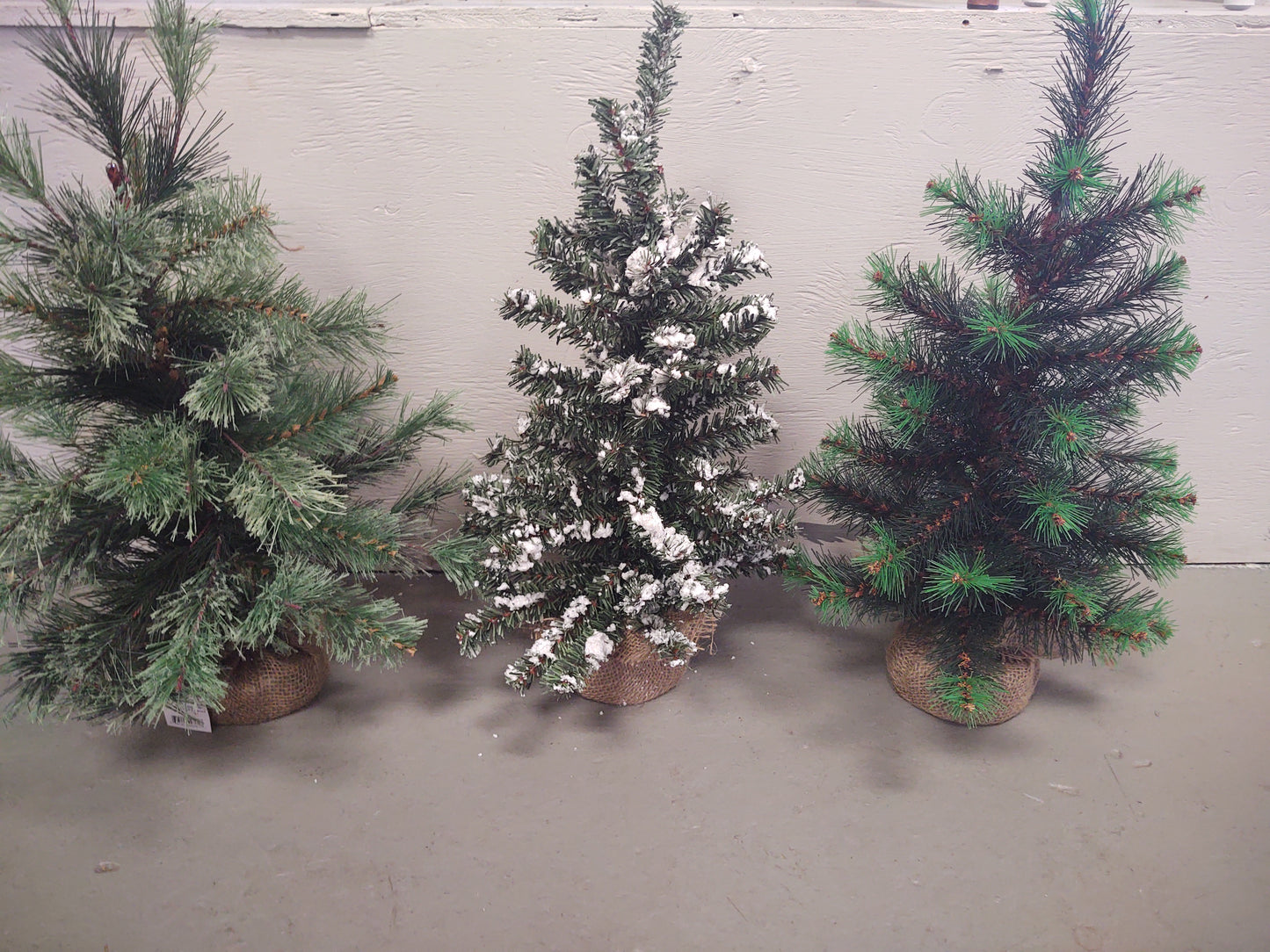 18' pine tree w/burlap