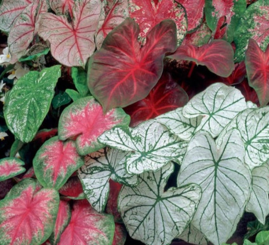 6' Caladium