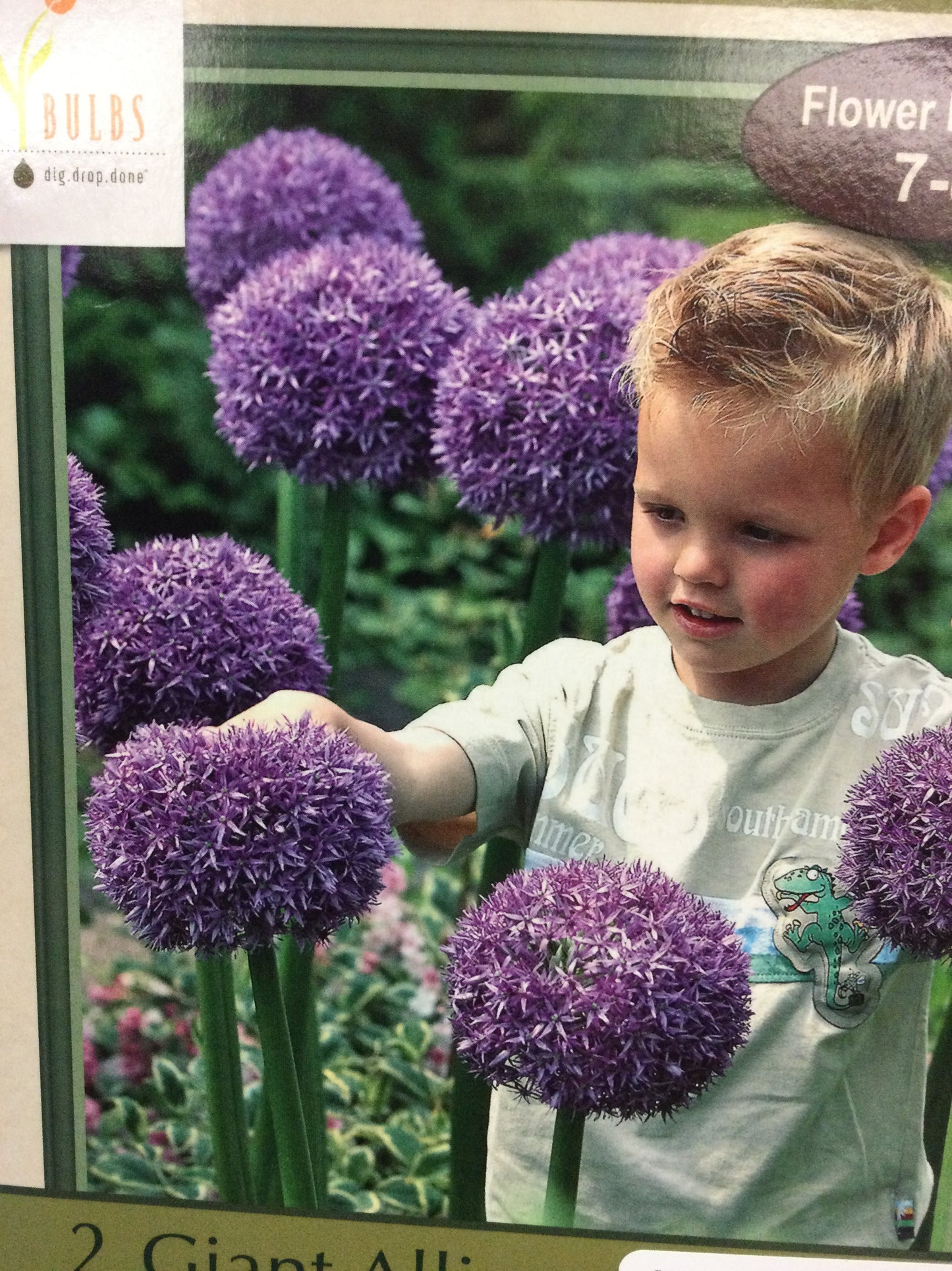 Giant Allium Gladiator 2 bulbs