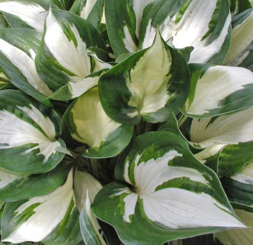 Hosta Fire and Ice quart