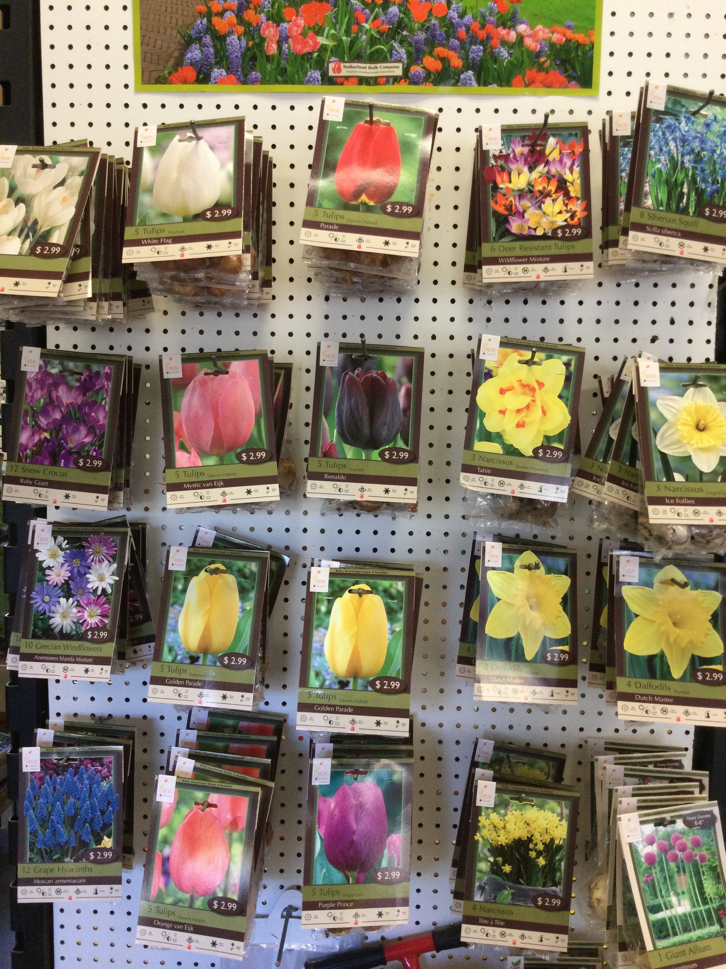Netherland Holland Bulbs – Bosco's Garden Center