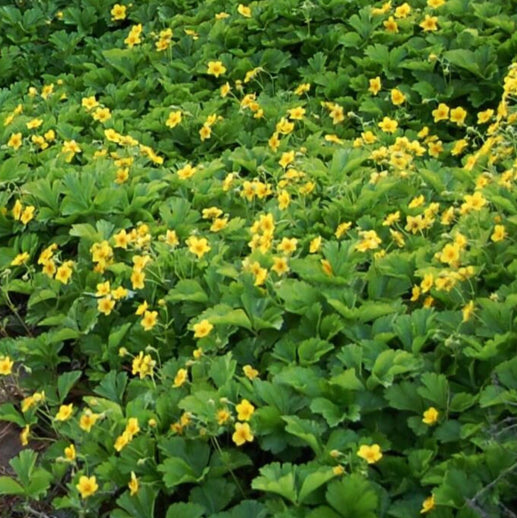 Waldsteinia fragarioides quart