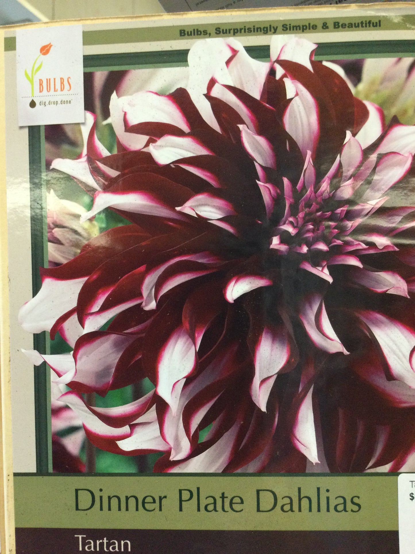 Tartan Dahlia bulbs