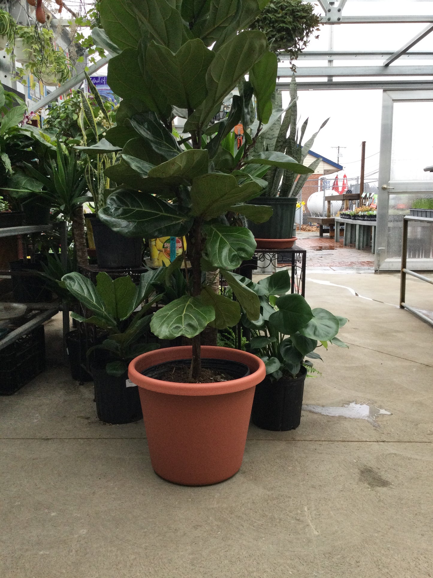 16" plastic pot Clay