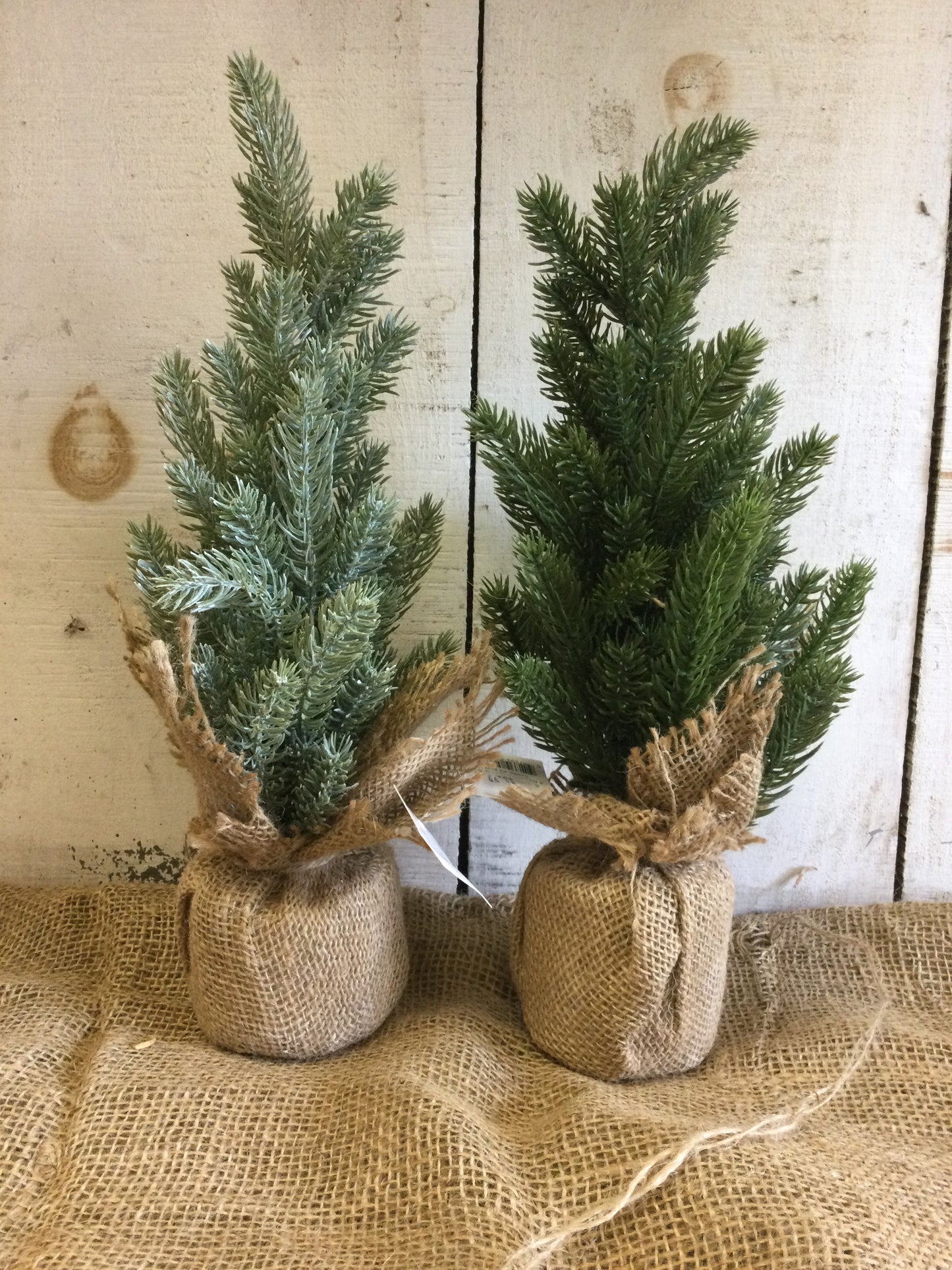14' pine tree W/ burlap