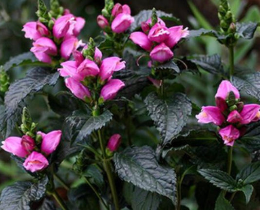 chelone tiny tortuga quart