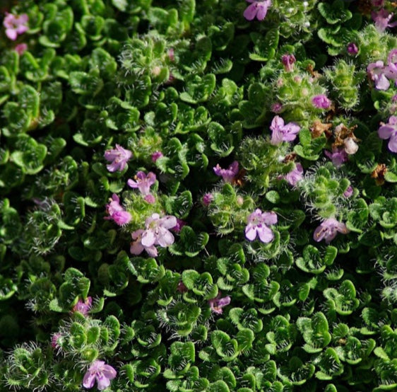 3.5" Thyme Elfin