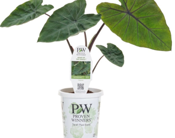 6' PW Colocasia