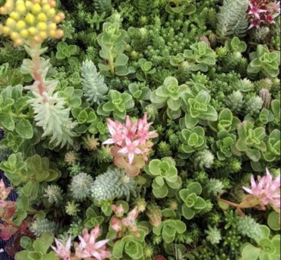 Sedum Rooftop Garden Mix quart