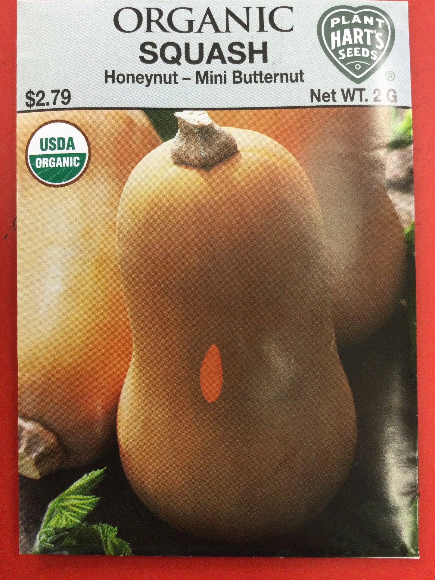 Org Squash honeynut
