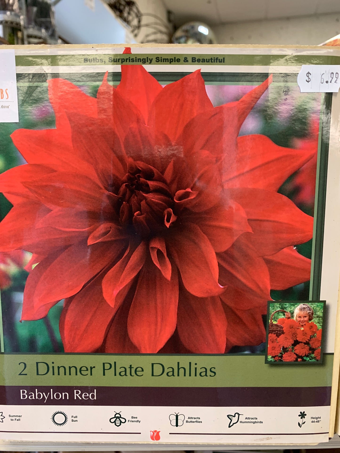 dahlia bbyln red