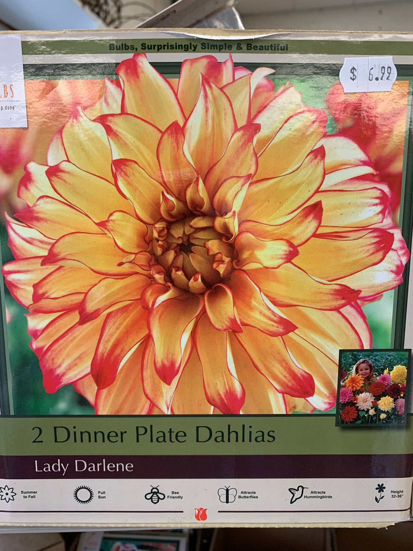 Dahlia ldy drlne