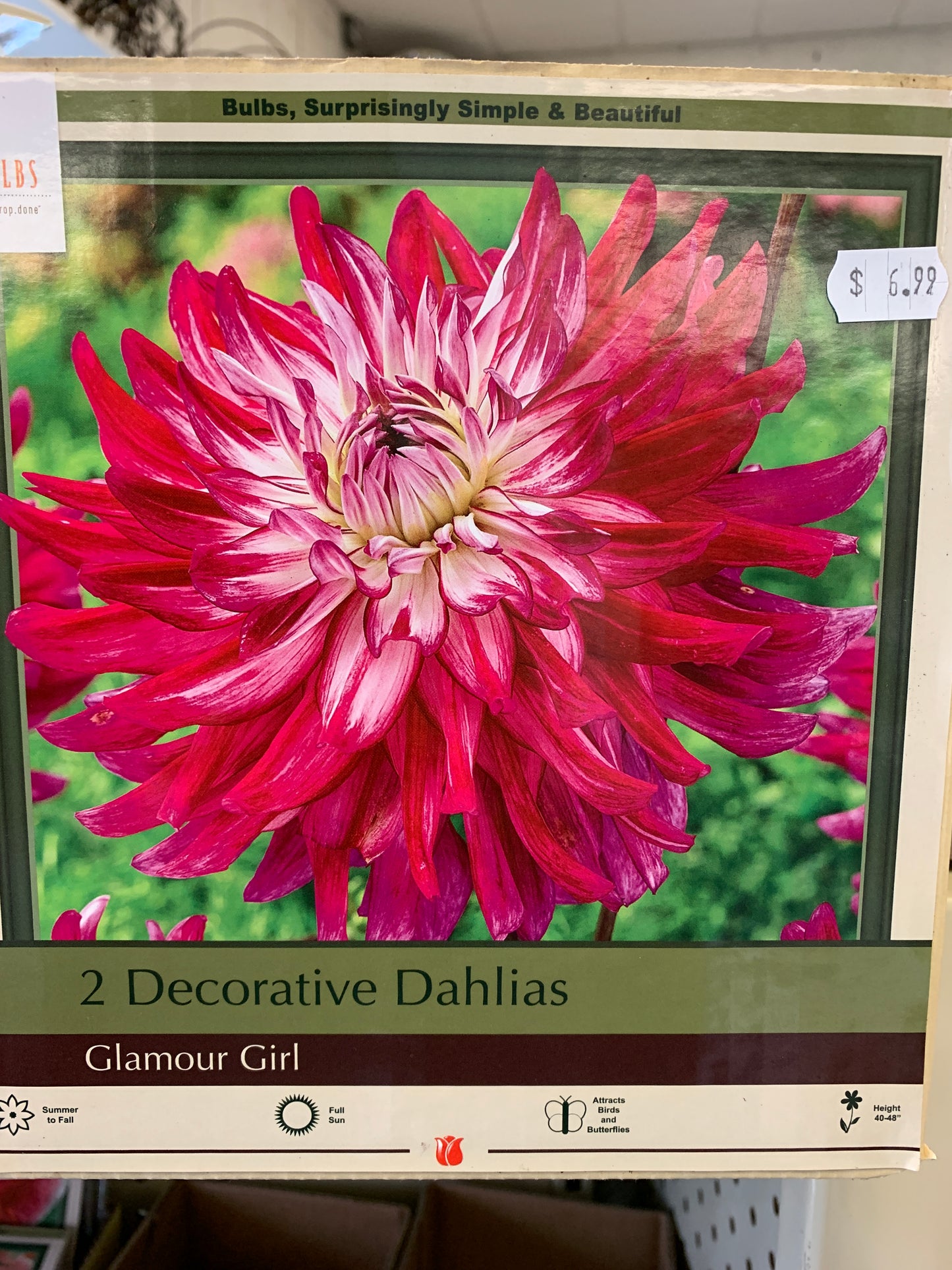 Dahlia Glmr grl