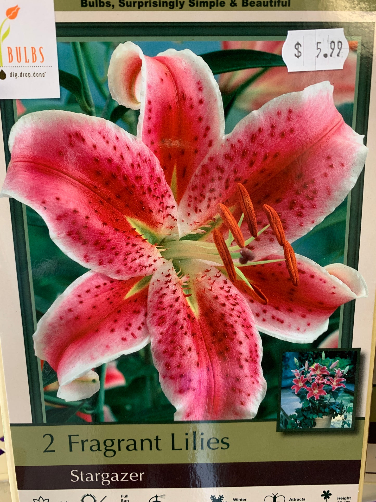 stargazer lily bulbs