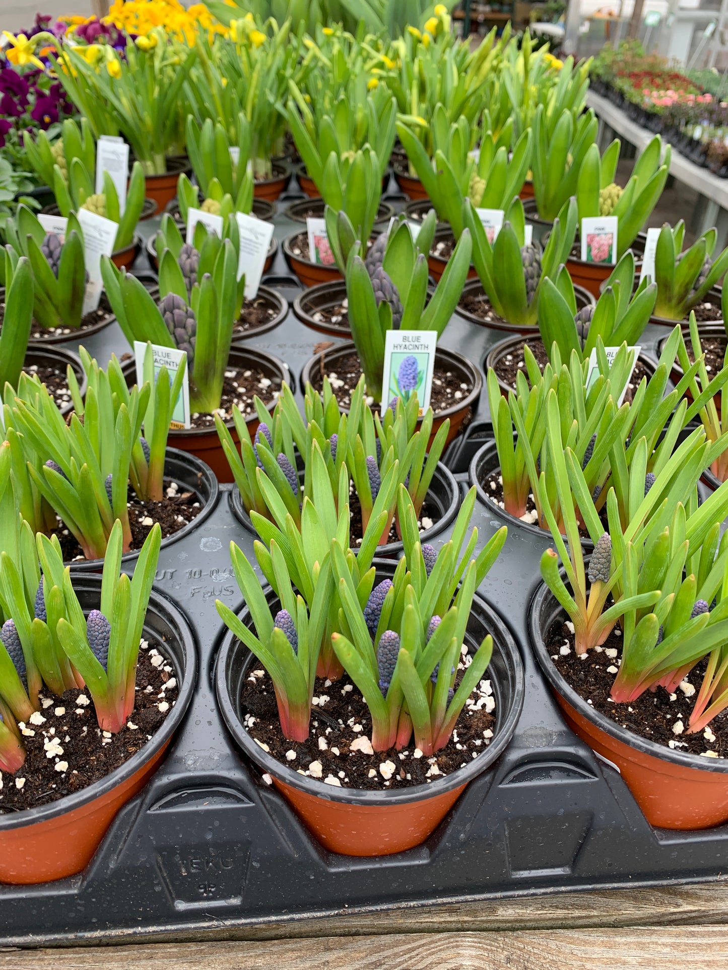 4' bulbs $4.99