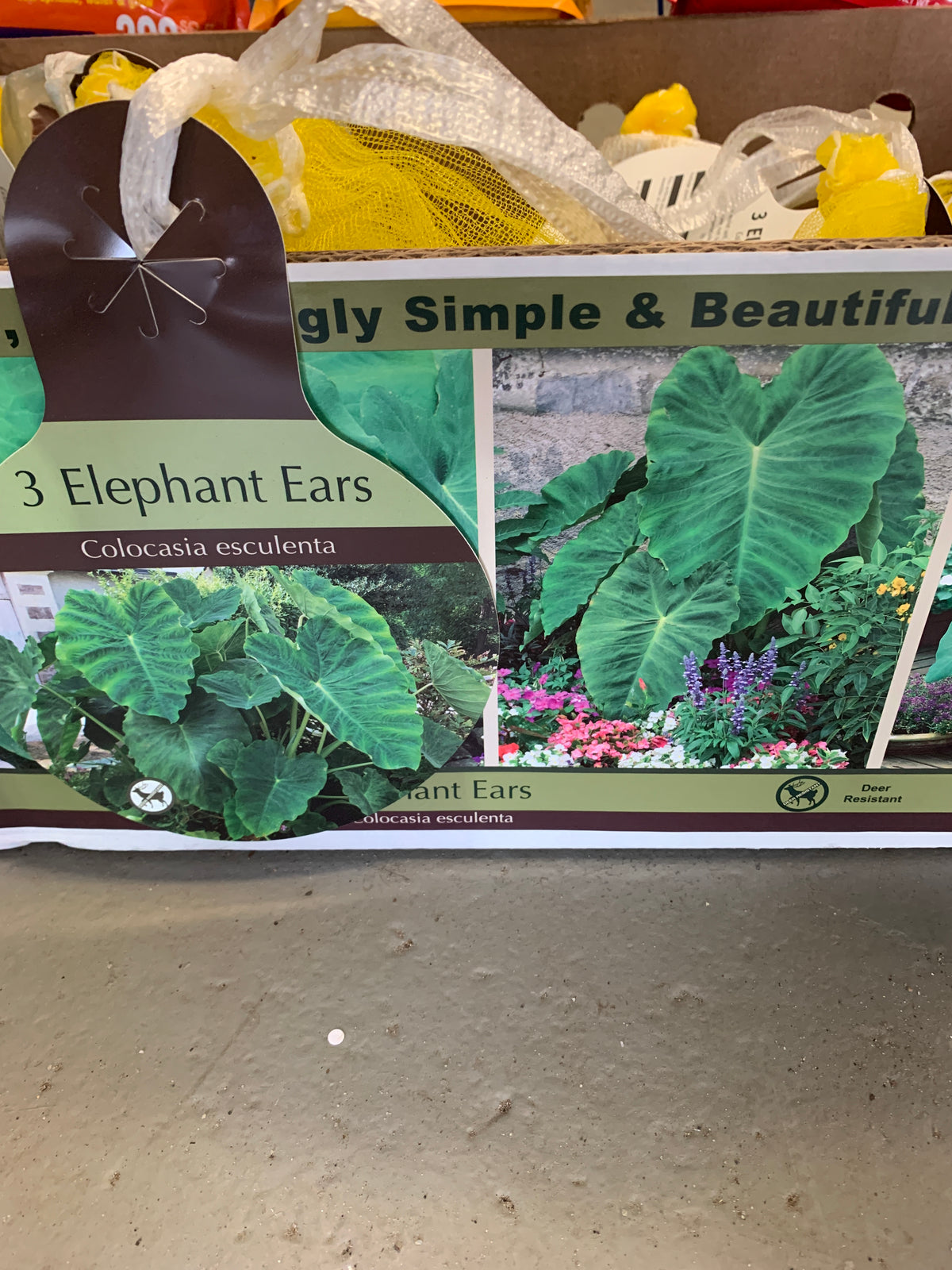 elephant ear bulb