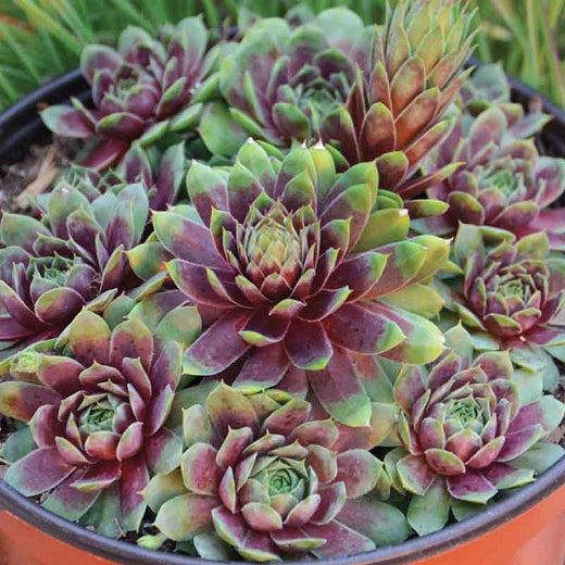 SEMsPERVIVUM Royal Ruby quart