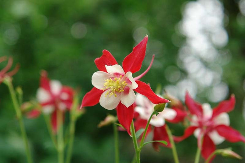 Aquilegia Songbird Cardinal quart