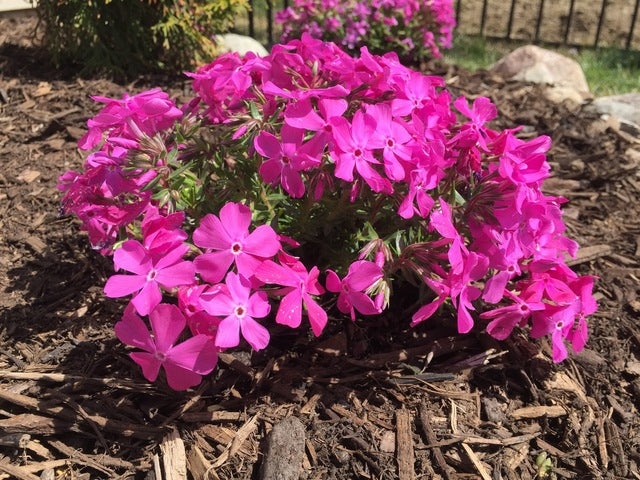 Phlox Drummonds Pink quart