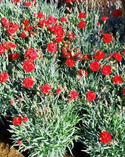 Dianthus Early Bird Radiance quart