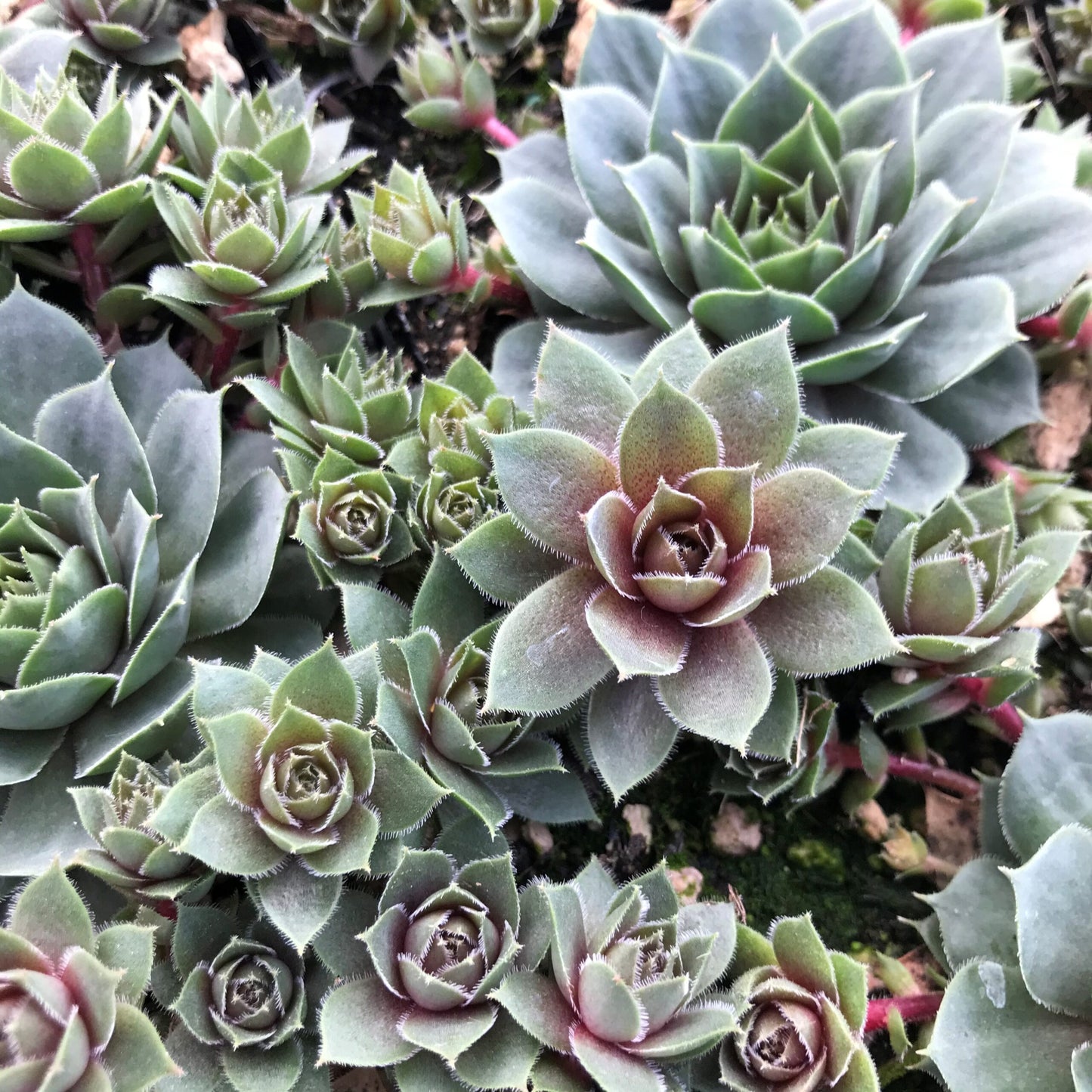 Sempervivum t. Red Heart quart