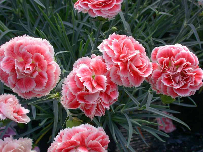 DIANTHUS Coral Reef quart