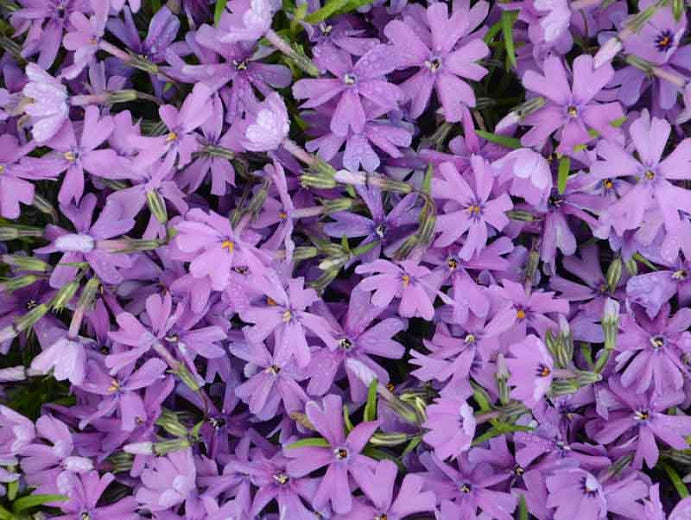 Phlox Purple Beauty quart