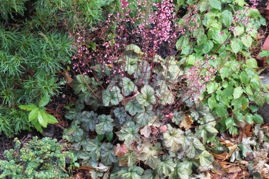 Heuchera Pinot Gris quart