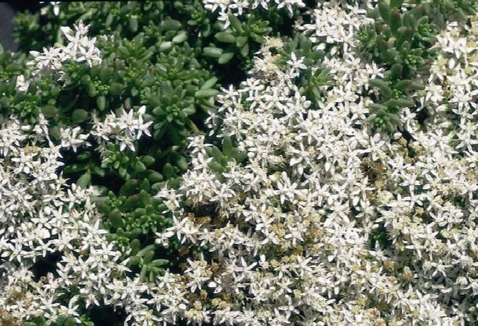 Sedum Coral Carpet quart
