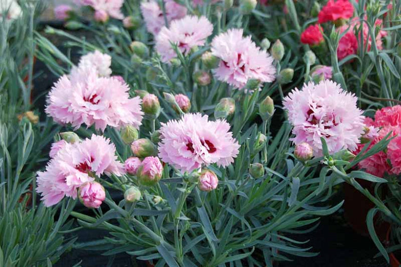 Dianthus Early Bird Fizzy quart